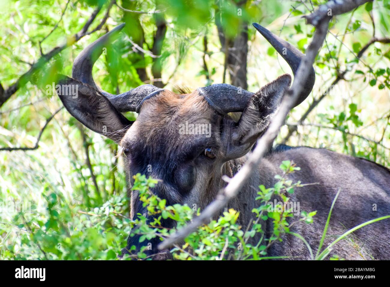 Blue GNU Foto Stock