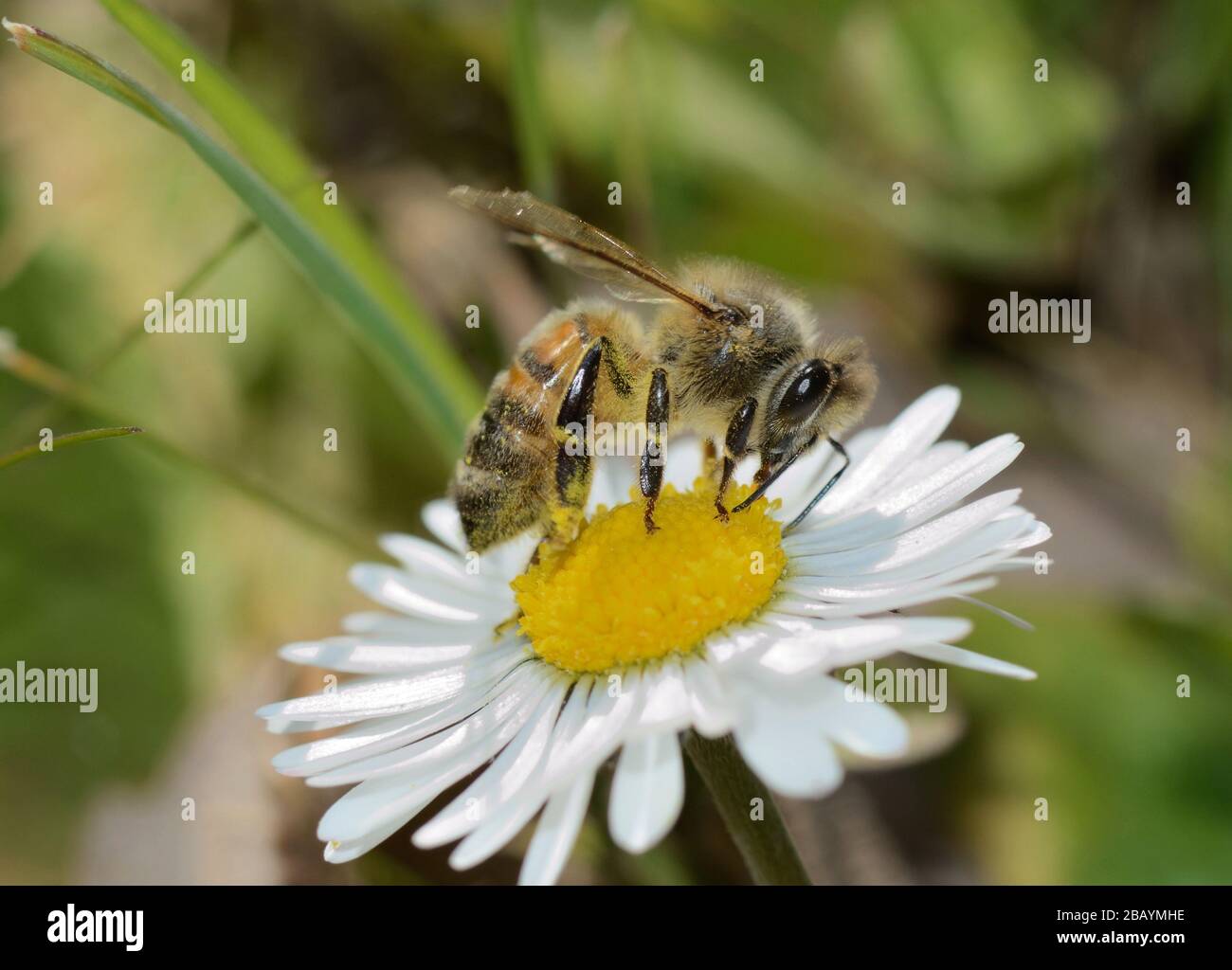 primo piano dell'ape del miele che impollinano su margherita bianca su sfondo sfocato Foto Stock