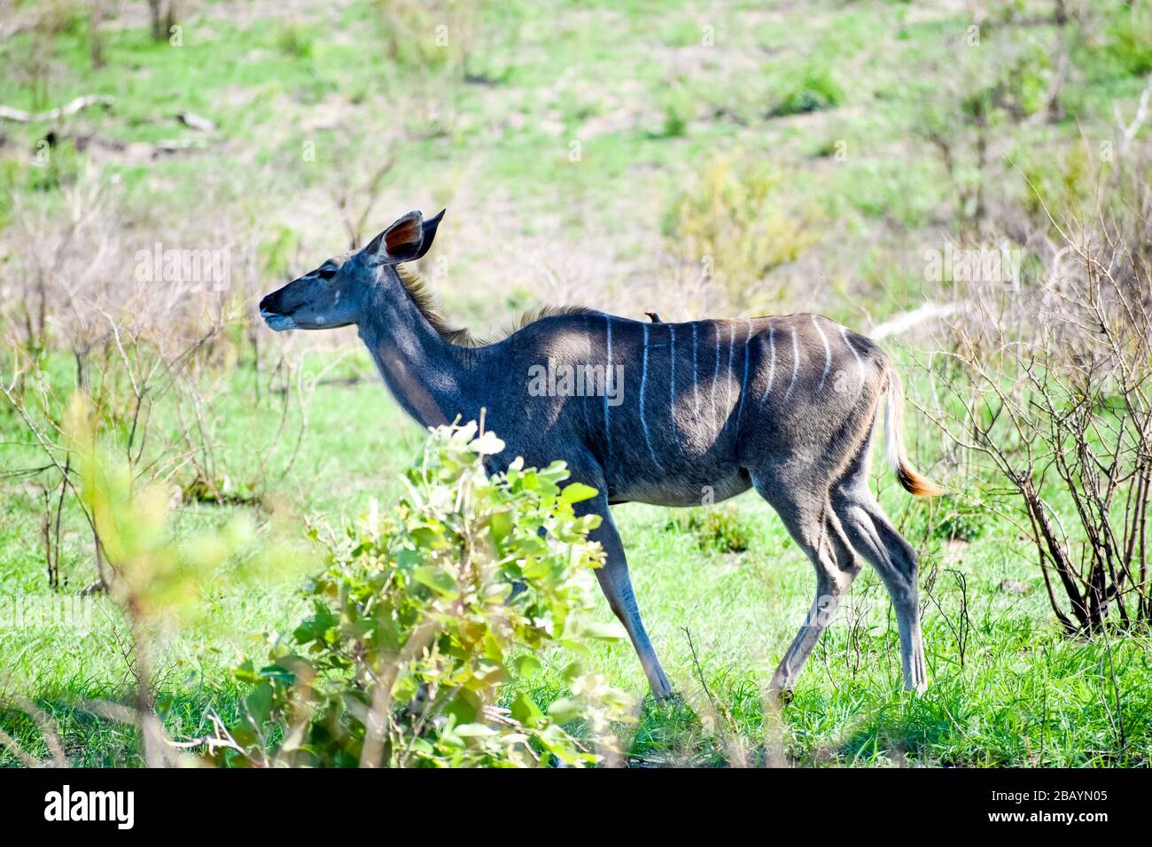 un kudu Foto Stock