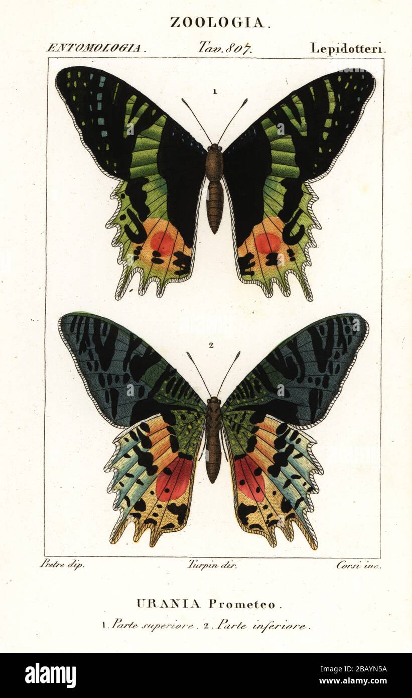 Falena del tramonto dell'Africa orientale, Crisiridia croesus. (Etichettato come Protetheus sunset moth, Crisiridia prometheus, Urania prometheus Urania prometeo). Incisione a stiletto in rame colorato di Gizionario delle Scienze naturali di Antoine Laurent de Jussieu, Dizionario di Scienze naturali, Firenze, Italia, 1837. Illustrazione incisa da Corsi, disegnata da Jean Gabriel Pretre e diretta da Pierre Jean-Francois Turpin, e pubblicata da Batelli e figli. Turpin (1775-1840) è considerato uno dei più grandi illustratori botanici francesi del 19th secolo. Foto Stock