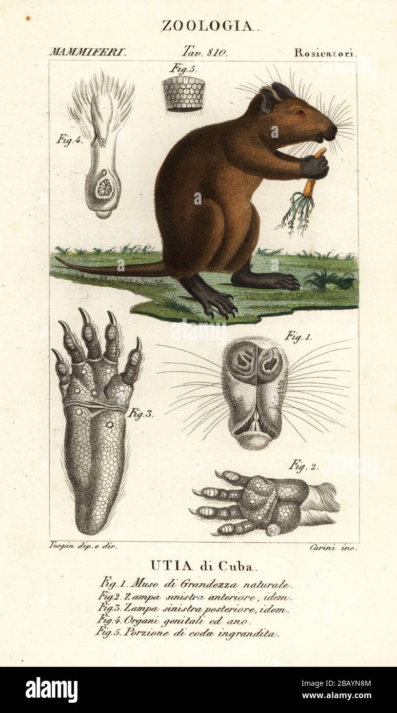 Hutia cubana o hutia di Desmarest, Capromys pilorides. Utia di Cuba. Incisione a stiletto in rame colorato di Gizionario delle Scienze naturali di Antoine Laurent de Jussieu, Dizionario di Scienze naturali, Firenze, Italia, 1837. Illustrazione incisa da Carini, disegnata e diretta da Pierre Jean-Francois Turpin, e pubblicata da Batelli e figli. Turpin (1775-1840) è considerato uno dei più grandi illustratori botanici francesi del 19th secolo. Foto Stock