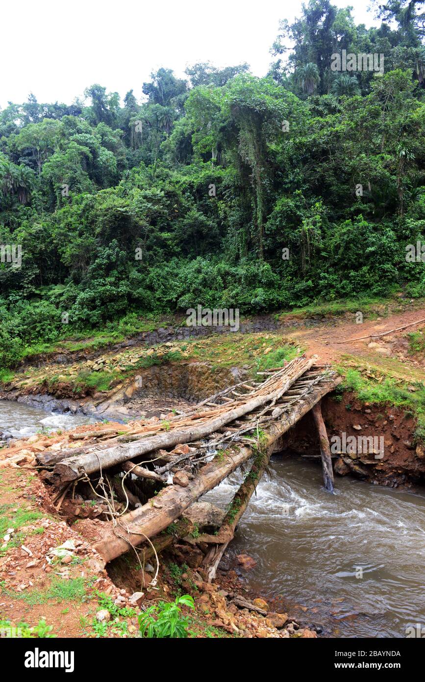 Attraversando il ponte di legno nella foresta di caffè selvatici Mankira nella regione di Kaffa in Etiopia. Foto Stock
