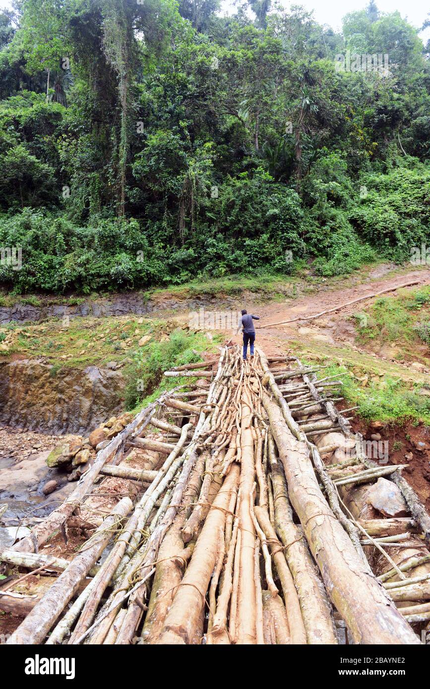 Attraversando il ponte di legno nella foresta di caffè selvatici Mankira nella regione di Kaffa in Etiopia. Foto Stock