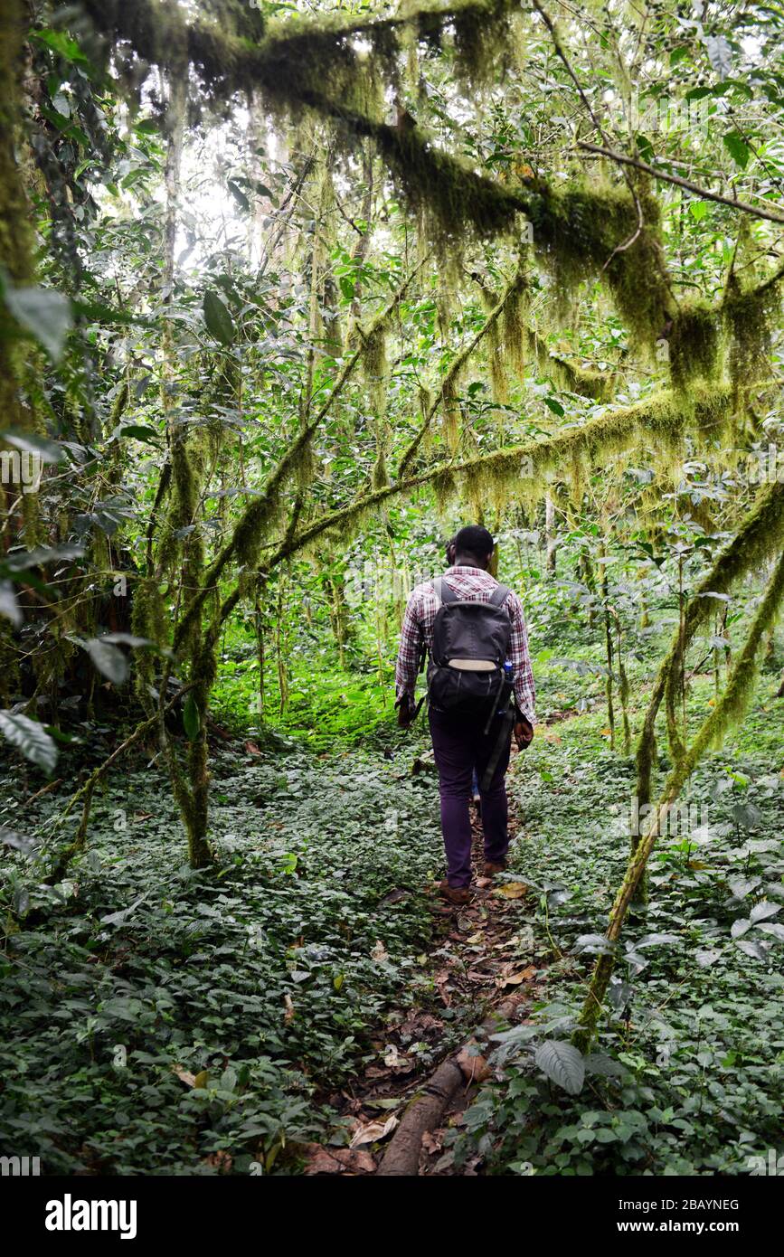Escursioni attraverso la foresta di caffè selvaggio a Mankira, Kaffa regione, Etiopia. Foto Stock