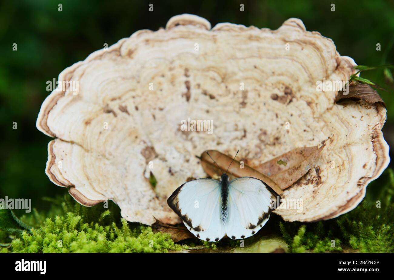 Un fungo gigante dell'albero con una farfalla. Foto Stock