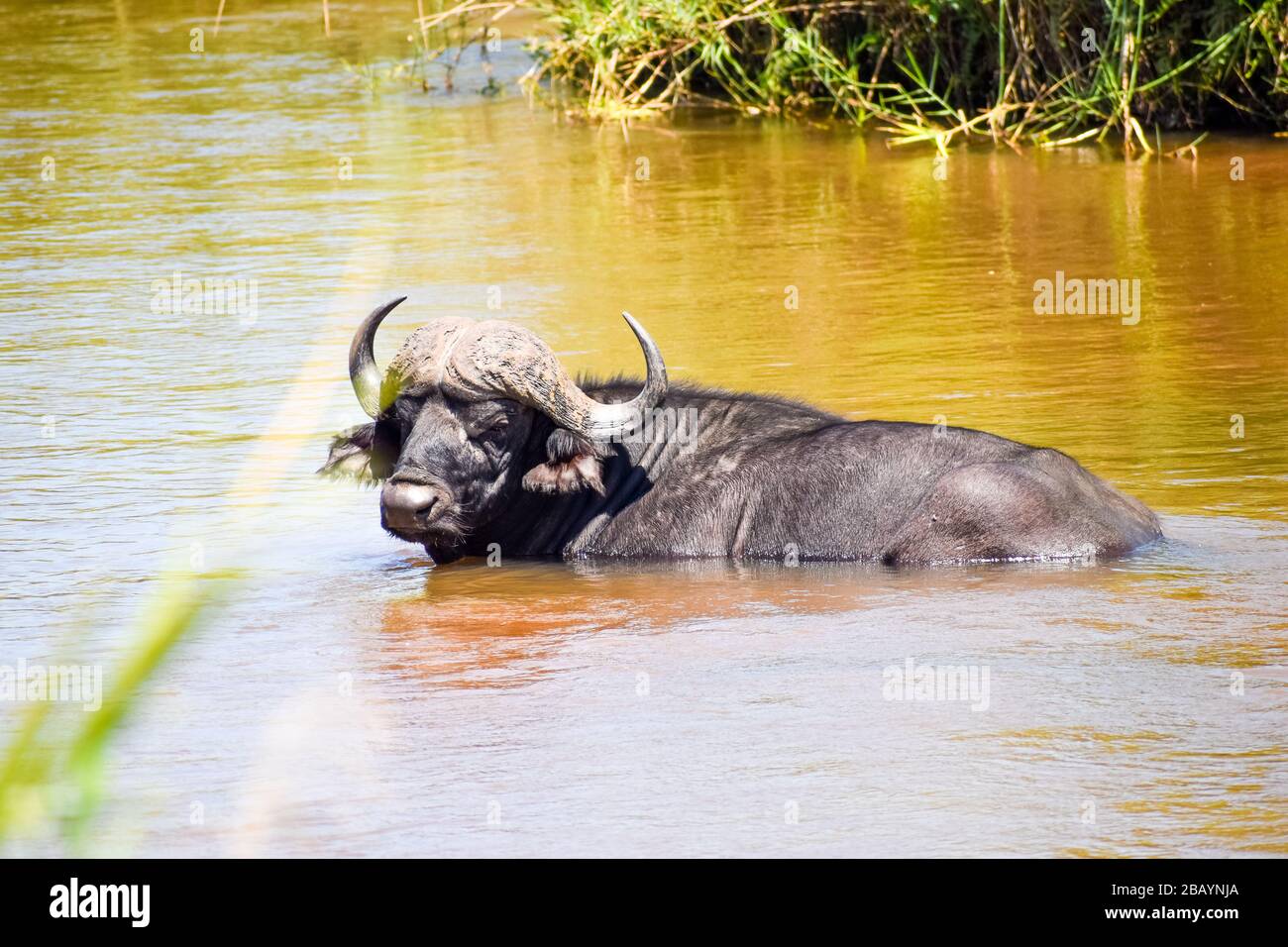 bufalo nuoto Foto Stock