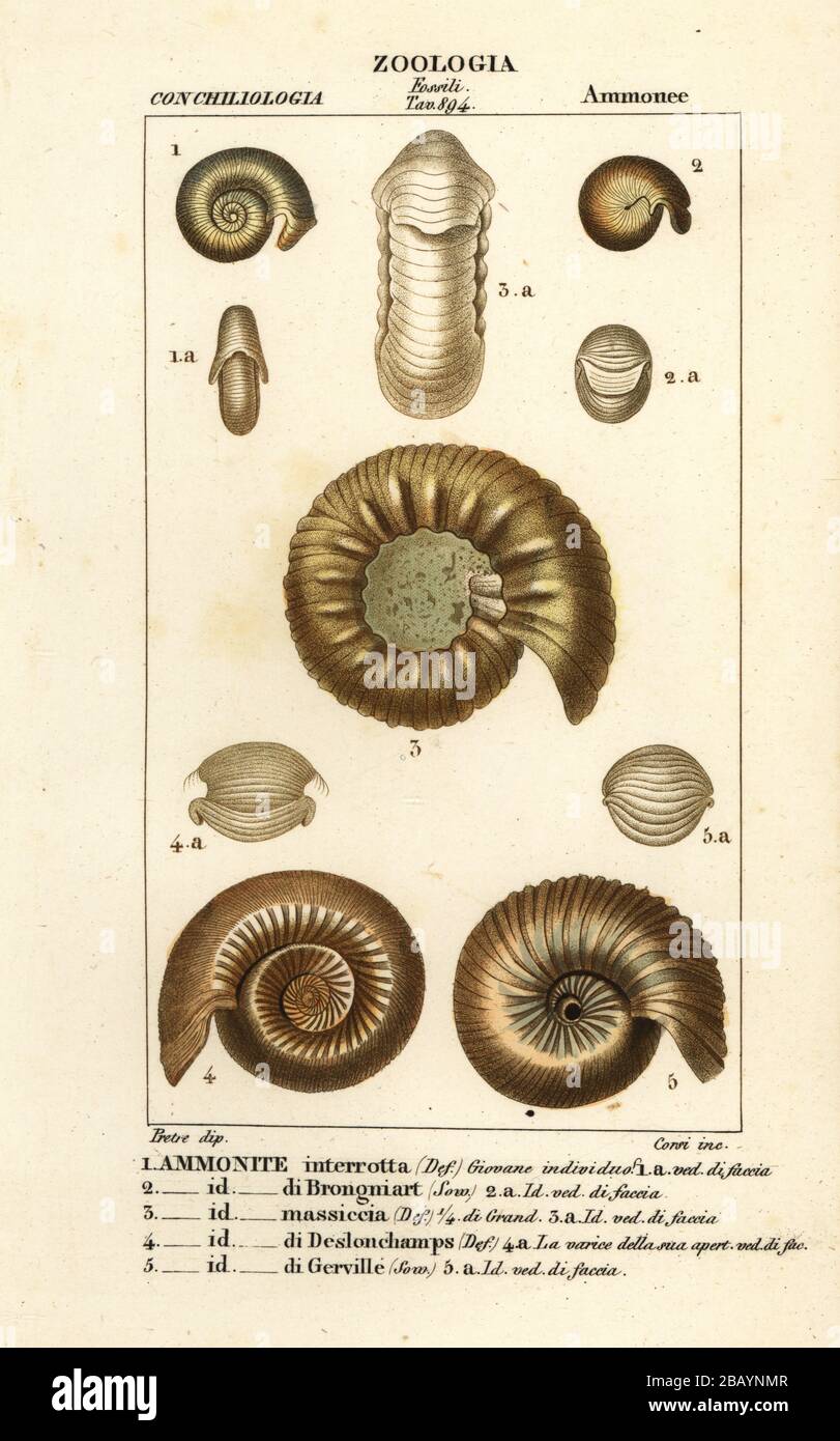 Fossili di specie ammonite estinte. Ammonite interrotta, di Brongniart, massiccia, di Deslongchamps, di Gerville. Incisione a stiletto in rame colorato di Gizionario delle Scienze naturali di Antoine Laurent de Jussieu, Dizionario di Scienze naturali, Firenze, Italia, 1837. Illustrazione incisa da Corsi, disegnata da Jean Gabriel Pretre e pubblicata da Batelli e figli. Foto Stock