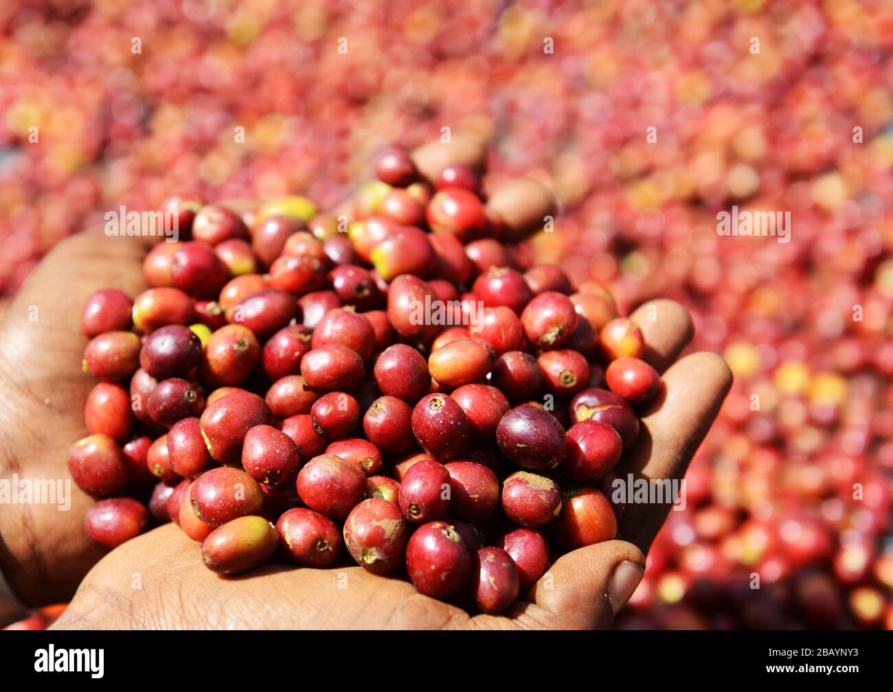 I chicchi di caffè vengono smistati e essiccati al sole sui letti di essiccazione nella tenuta del caffè Tega&Tula nel cabione Kaffa dell'Etiopia. Foto Stock