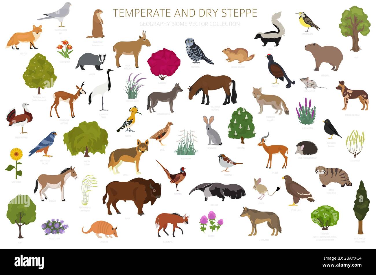 Bioma steppa temperato e secco, infografica naturale. Prarie, steppa, prateria, pampas. Mappa del mondo dell'ecosistema terrestre. Animali, uccelli e veg Illustrazione Vettoriale