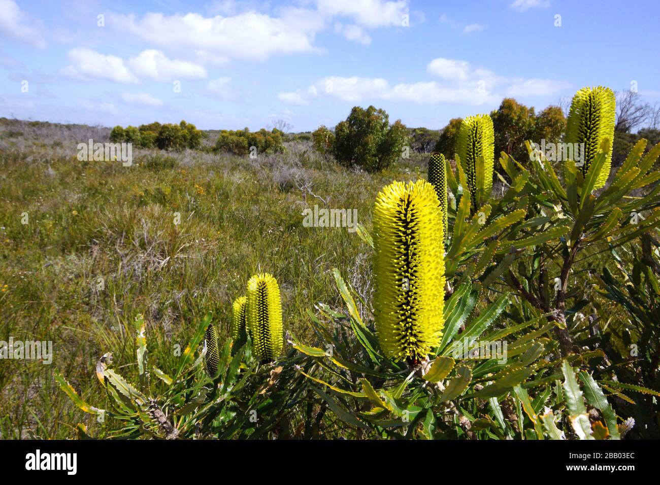 Candlestick Banksia arbusto, Banksia attenuata, con fiori gialli, nativo del sud-ovest dell'Australia occidentale nel suo habitat naturale Foto Stock