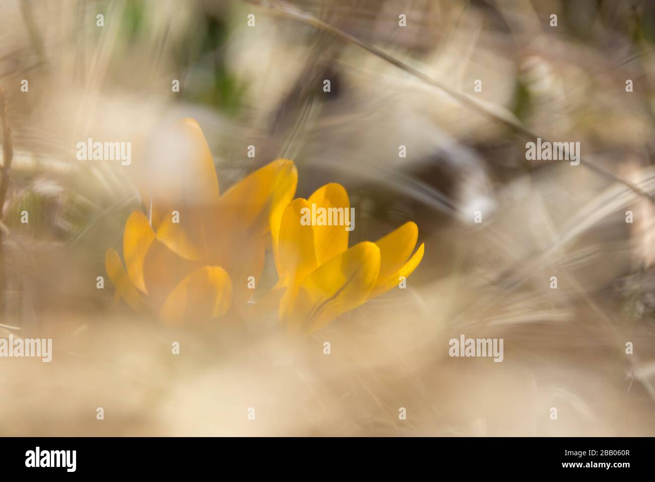 crockuses sbocciano nel cortile Foto Stock