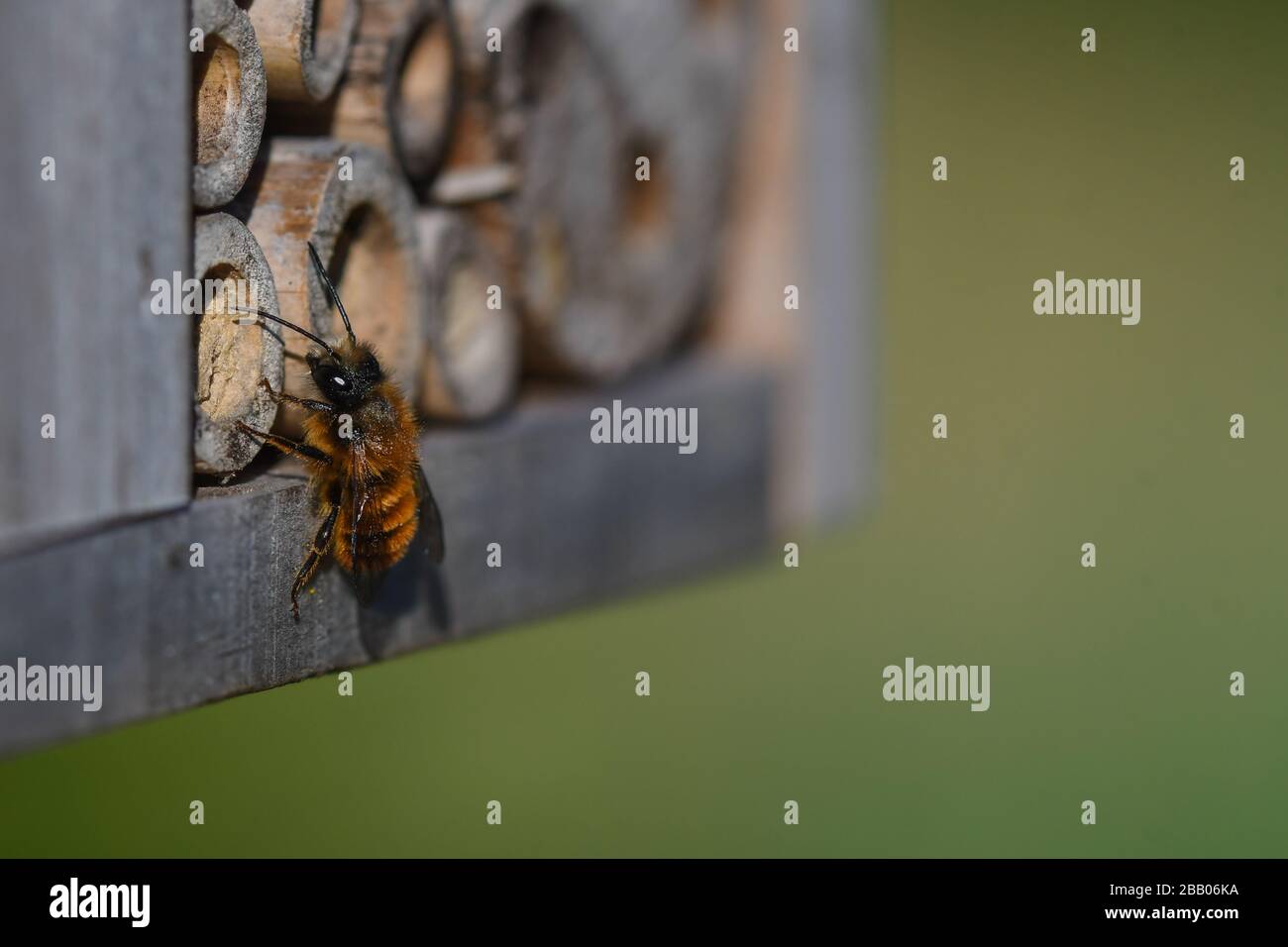 Lone apee utilizzando un hotel di insetti in un giardino biologico Foto Stock