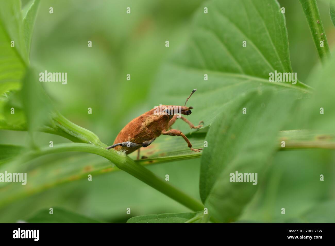 Un scarabeo di foglie verdi. Surakarta, Indonesia Foto Stock