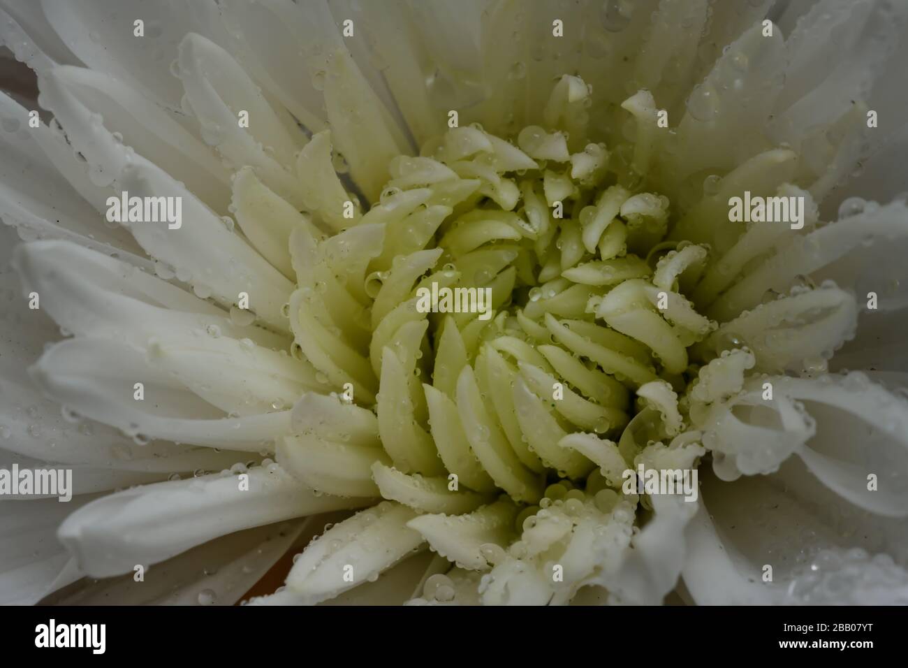 Fiore bianco fotografia macro Foto Stock