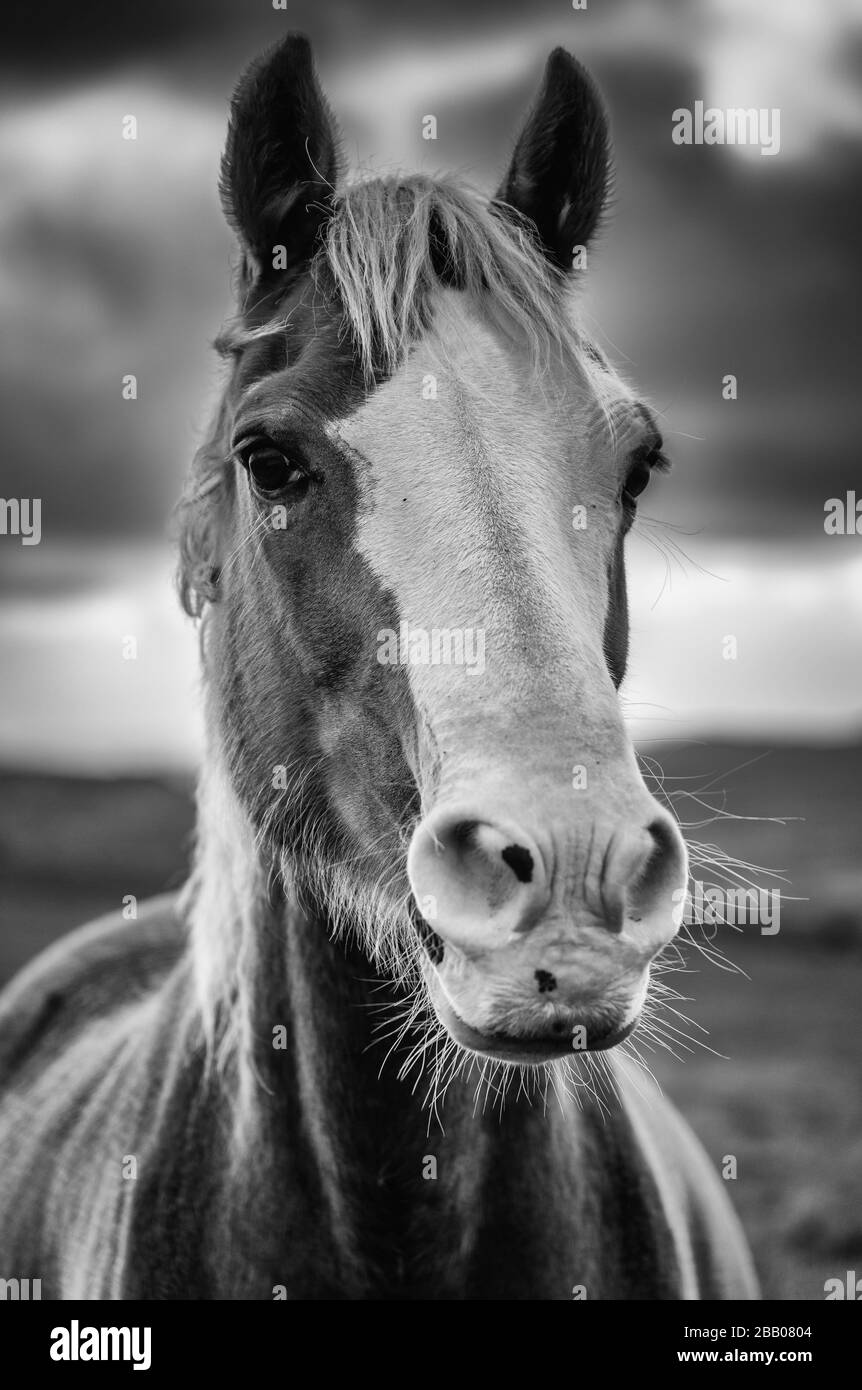 Immagine in bianco e nero di una pony gallese di montagna. Foto Stock