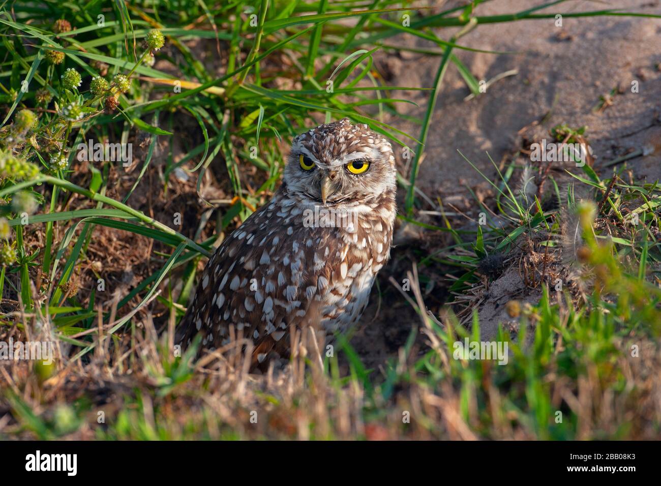 Burrowing Owl Athene cunicularia in burrow annidamento Florida USA Foto Stock