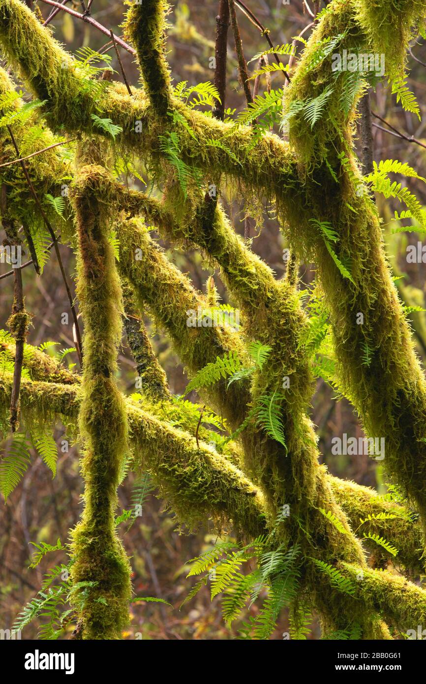 Felci di liquirizia (Polypodium glycyrrrhiza), Cape Perpetua Scenic Area, Siuslaw National Forest, Oregon. Foto Stock