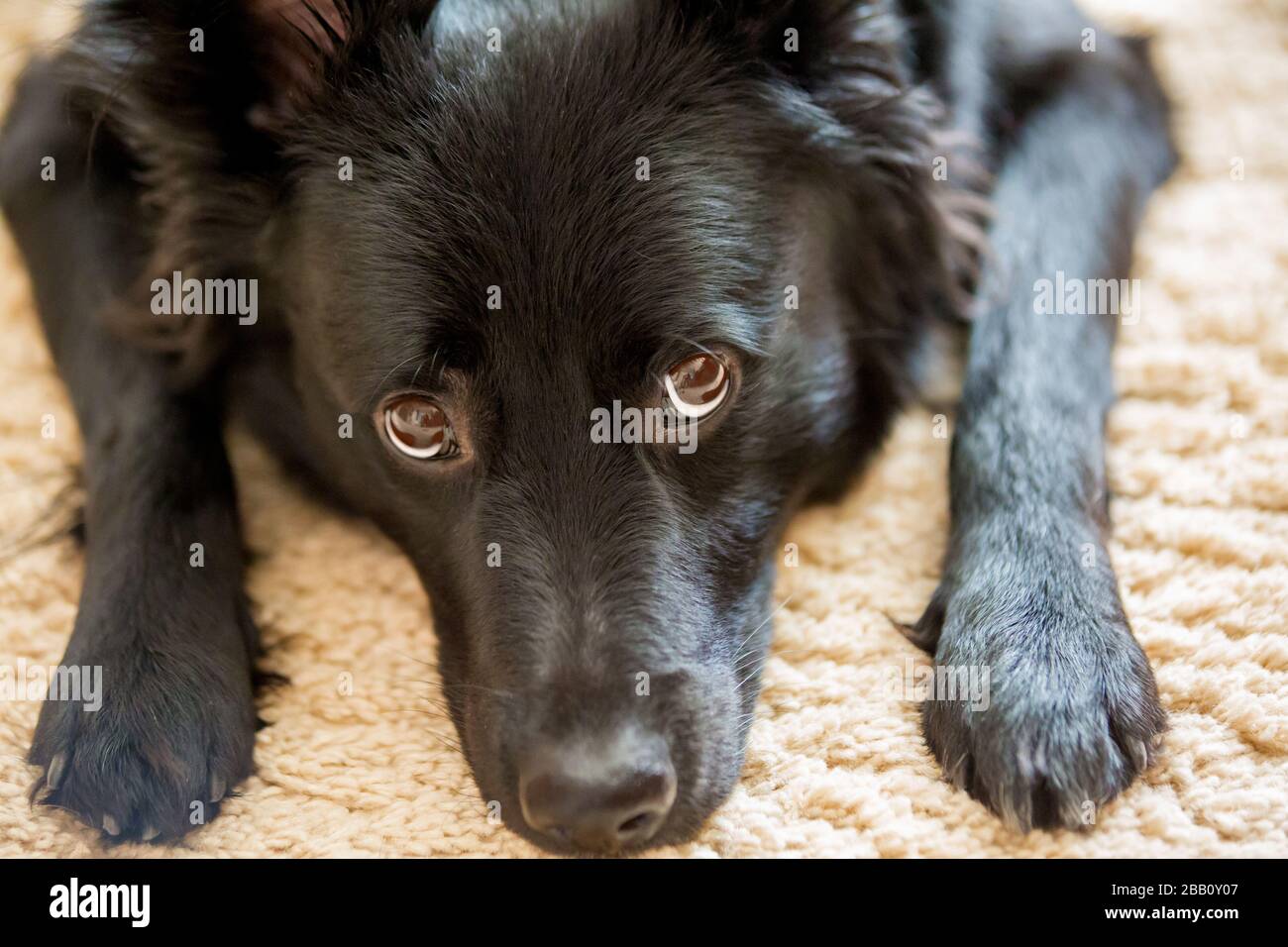immagine faccia animale di un cane nero mongrel Foto Stock