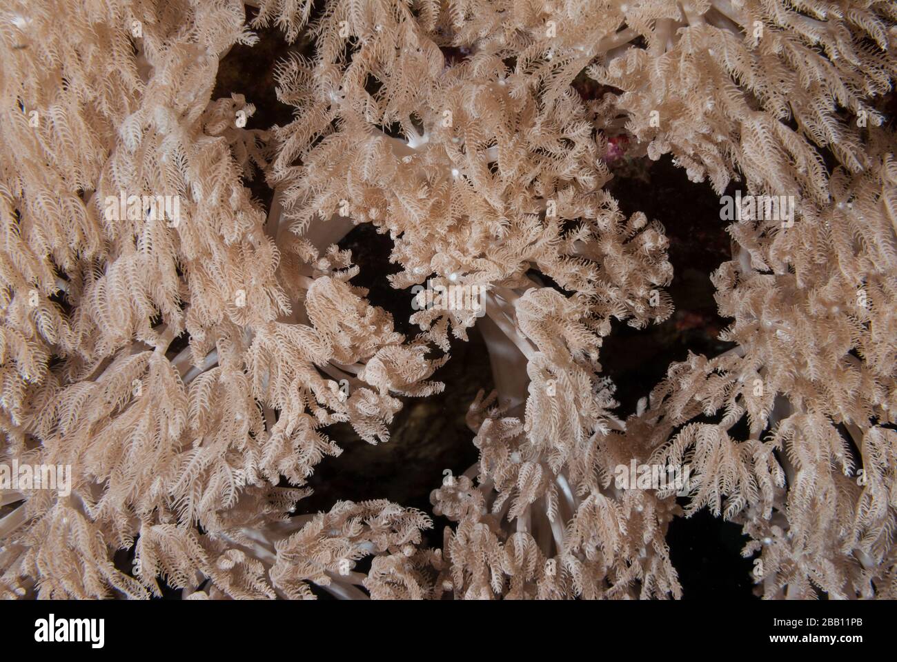 Feather coralli molli, Anthelia sp., Xeniidae, Sharm el Sheikh, Egitto, Mar Rosso Foto Stock