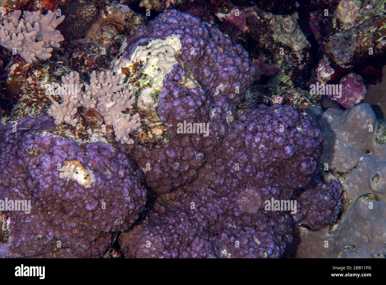 Corallo duro Echinopora gemmacea, Faviidae, Sharm el Sheikh Mar Rosso, Egitto Foto Stock