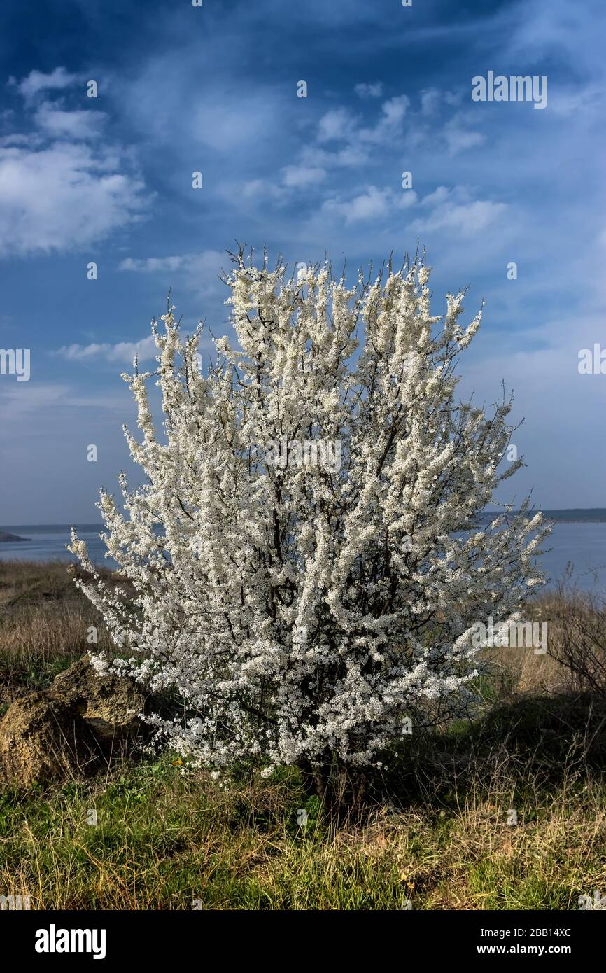 Solo bianco albero in fiore sul bordo di una scogliera con cielo bello sullo sfondo Foto Stock