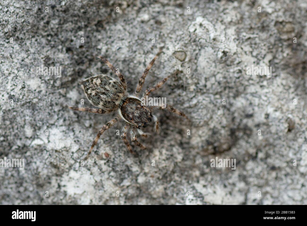 spider guardando o preda su un muro in un ambiente urbano Foto Stock