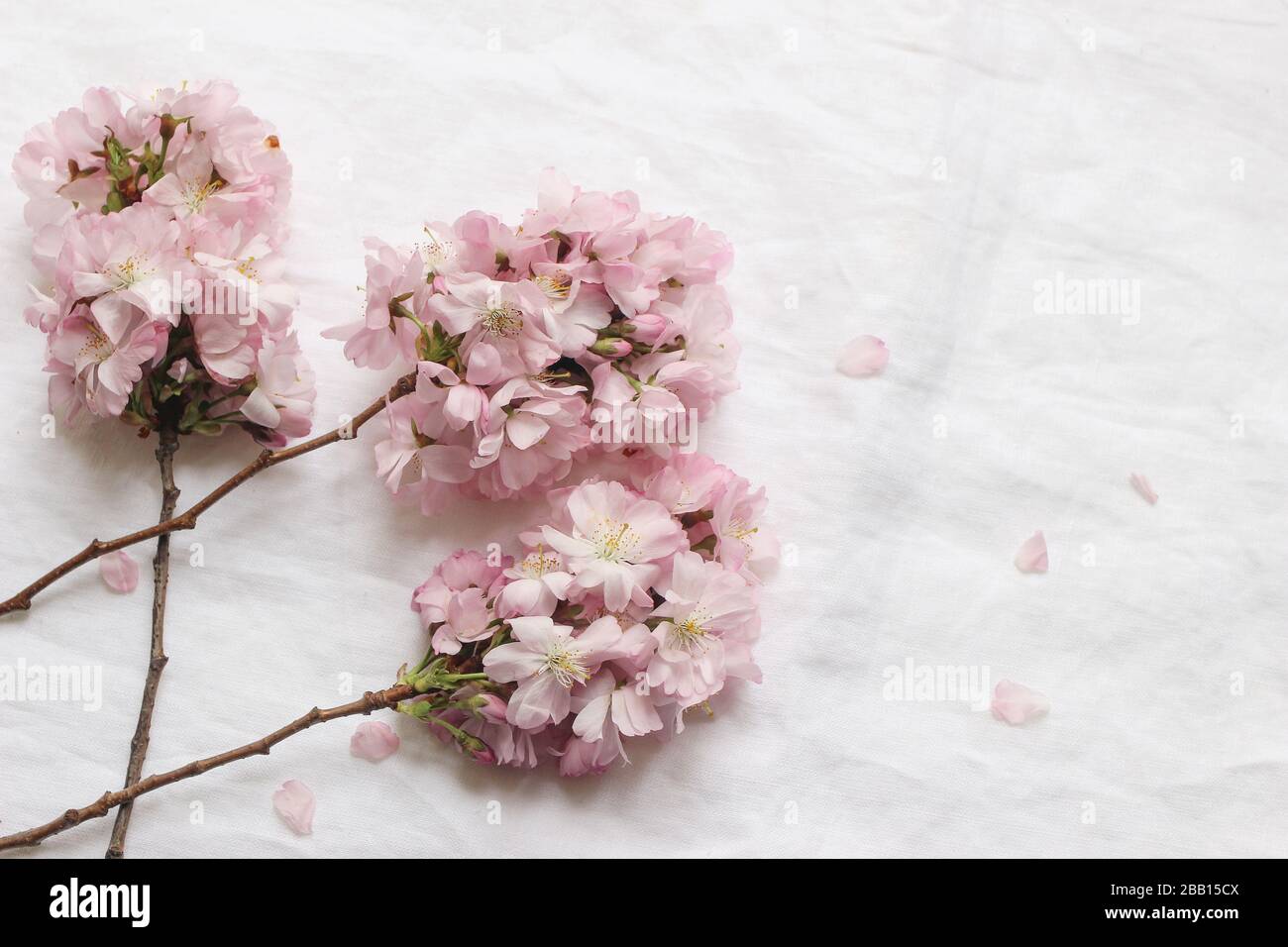 Primavera scena femminile. Closeup di fiori rami di ciliegio giapponese in fiore, petali rosa su sfondo di tovagliolo di lino bianco, composizione asiatica con Foto Stock