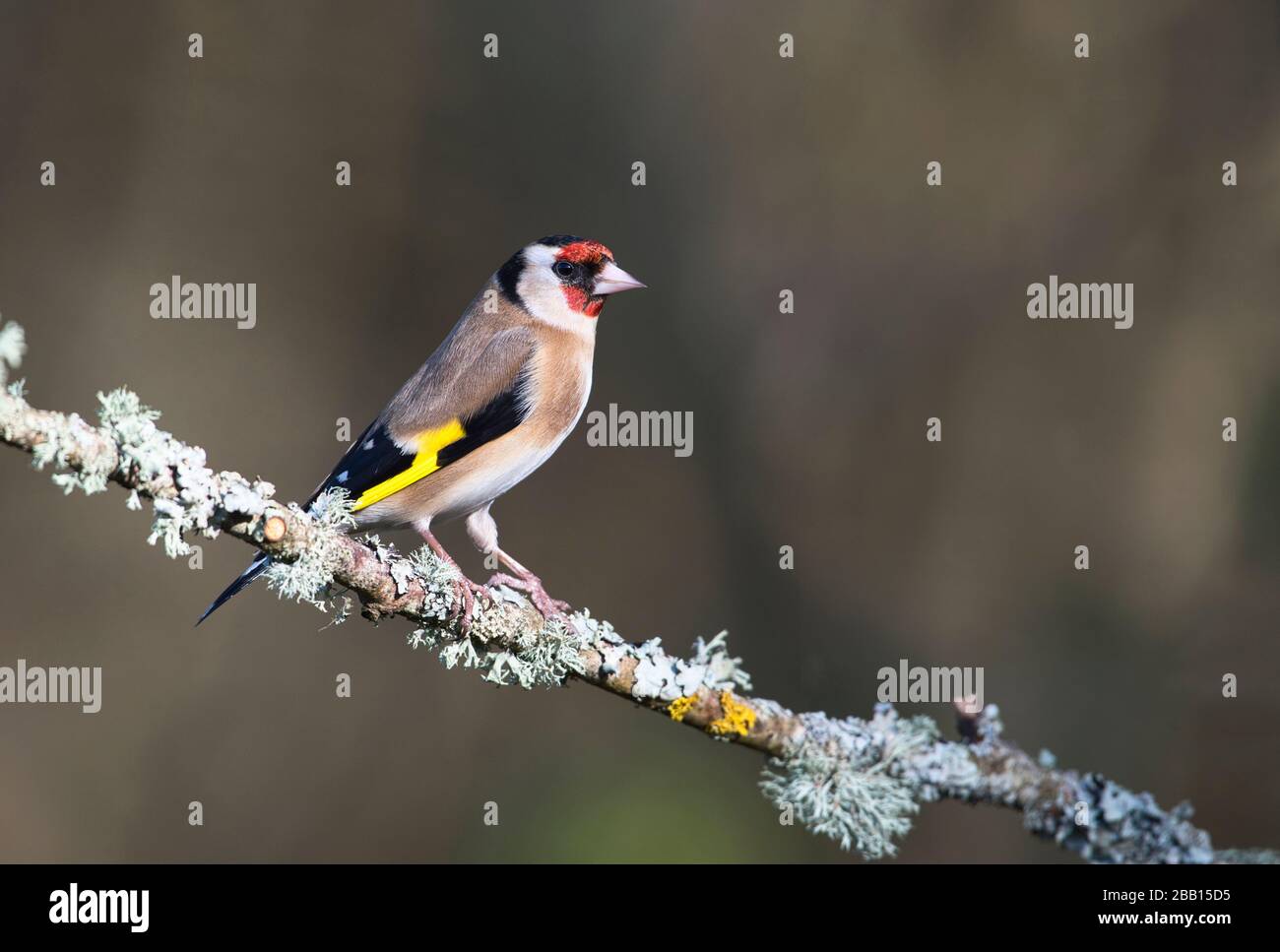 Oreficeria europea (Carduelis carduelis) su un perch lichen-encrusted Foto Stock