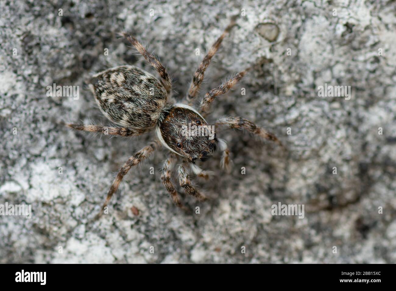 spider guardando o preda su un muro in un ambiente urbano Foto Stock