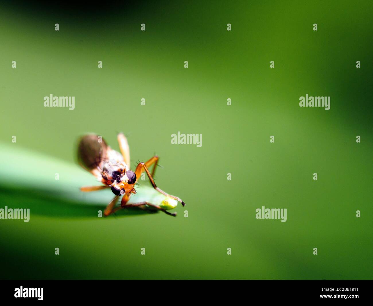 Hoverfly Foto Stock