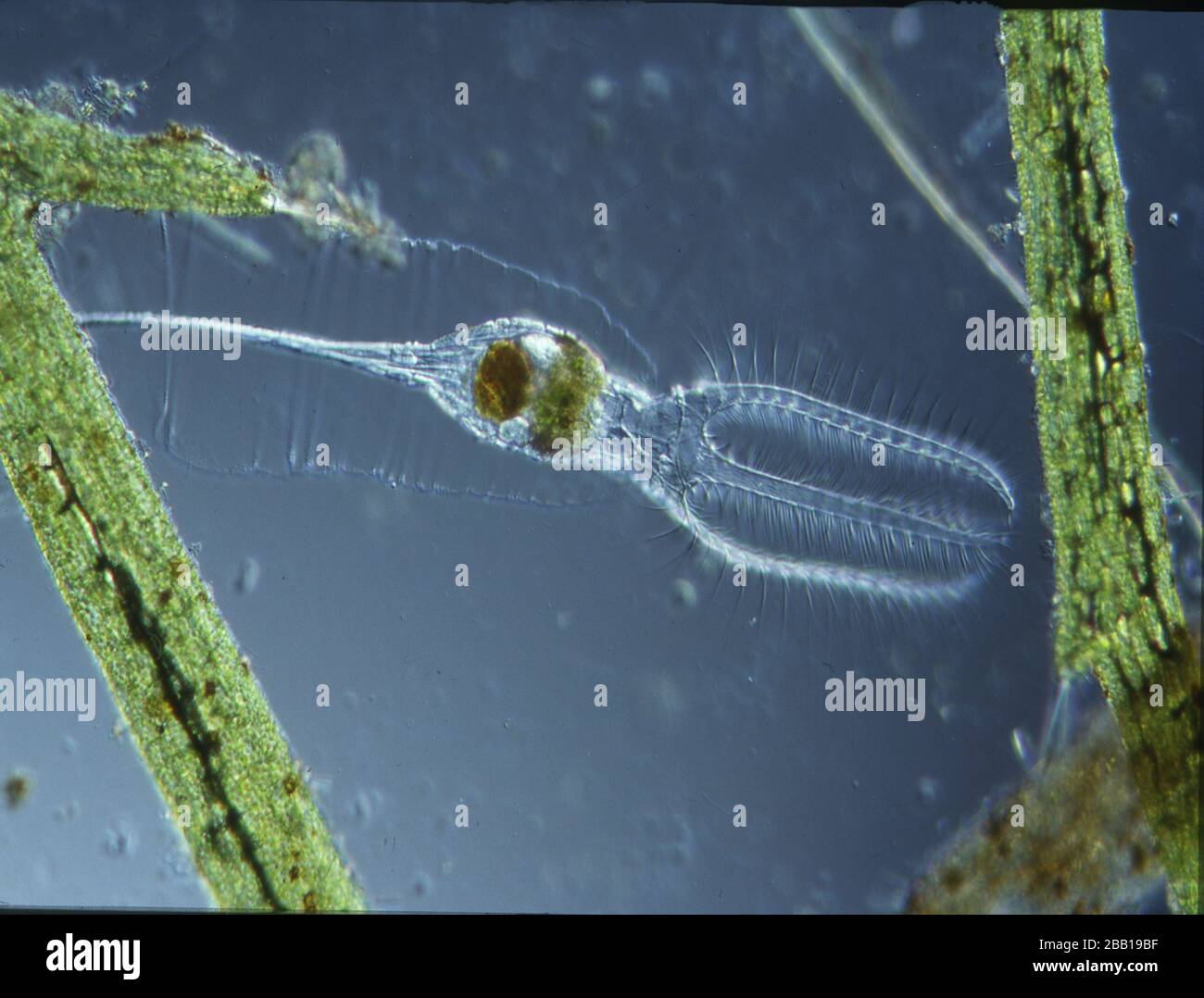 Fiori ruota animale nuota in acqua e swirls cibo Foto Stock