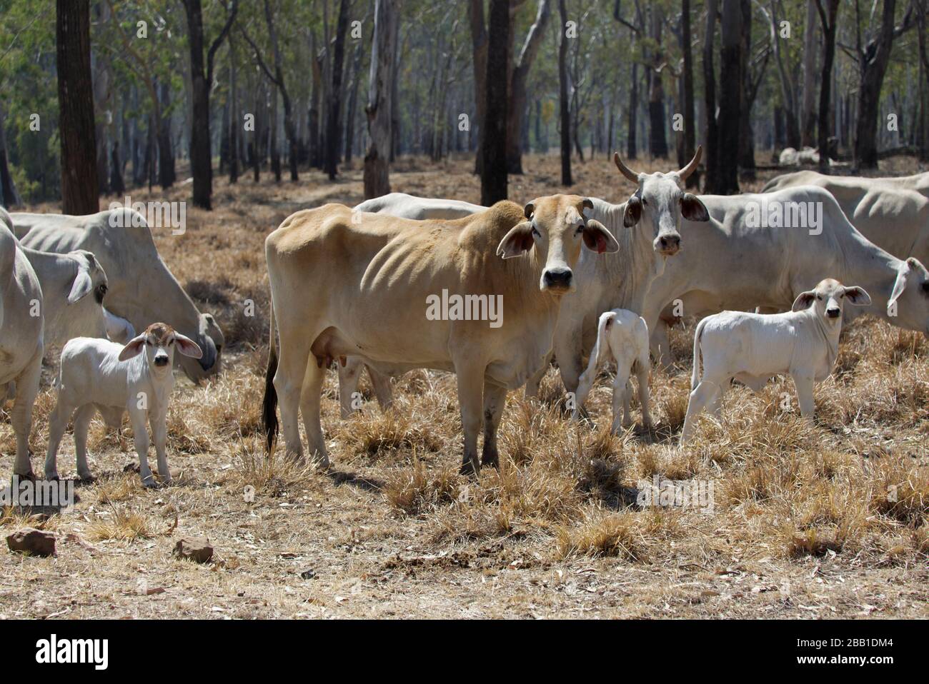 I bovini zebù che pascolano nella siccità hanno colpito la terra vicino al Multiladie Queensland Australia Foto Stock