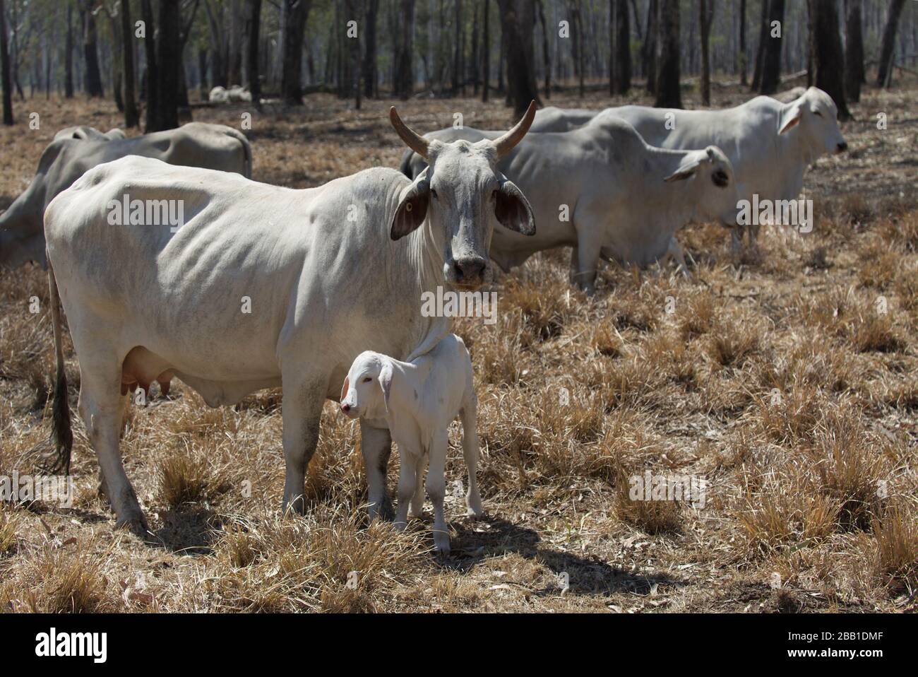 I bovini zebù che pascolano nella siccità hanno colpito la terra vicino al Multiladie Queensland Australia Foto Stock