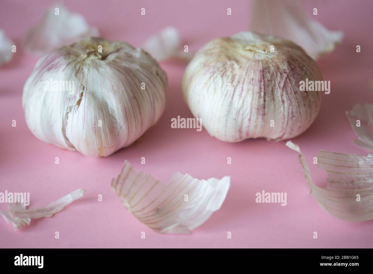 Due bulbi all'aglio e la pelle su sfondo rosa. Primo piano di verdure di stagione. Cibo sano e biologico fresco. Ingrediente culinario piccante. Sfondo di raccolta Foto Stock