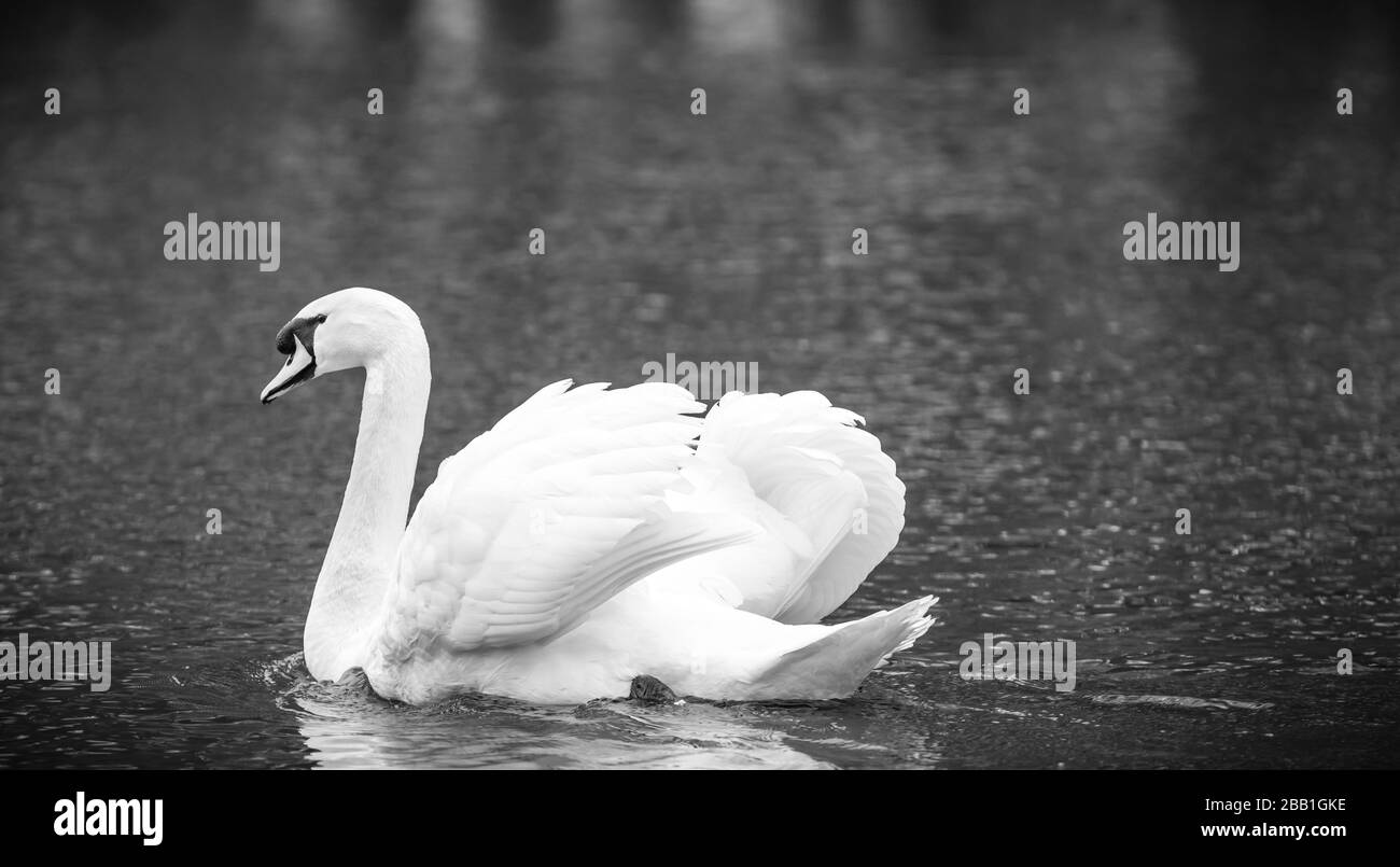 ritratto di un bellissimo uccello cigno bianco cygnus in un laghetto d'acqua Foto Stock