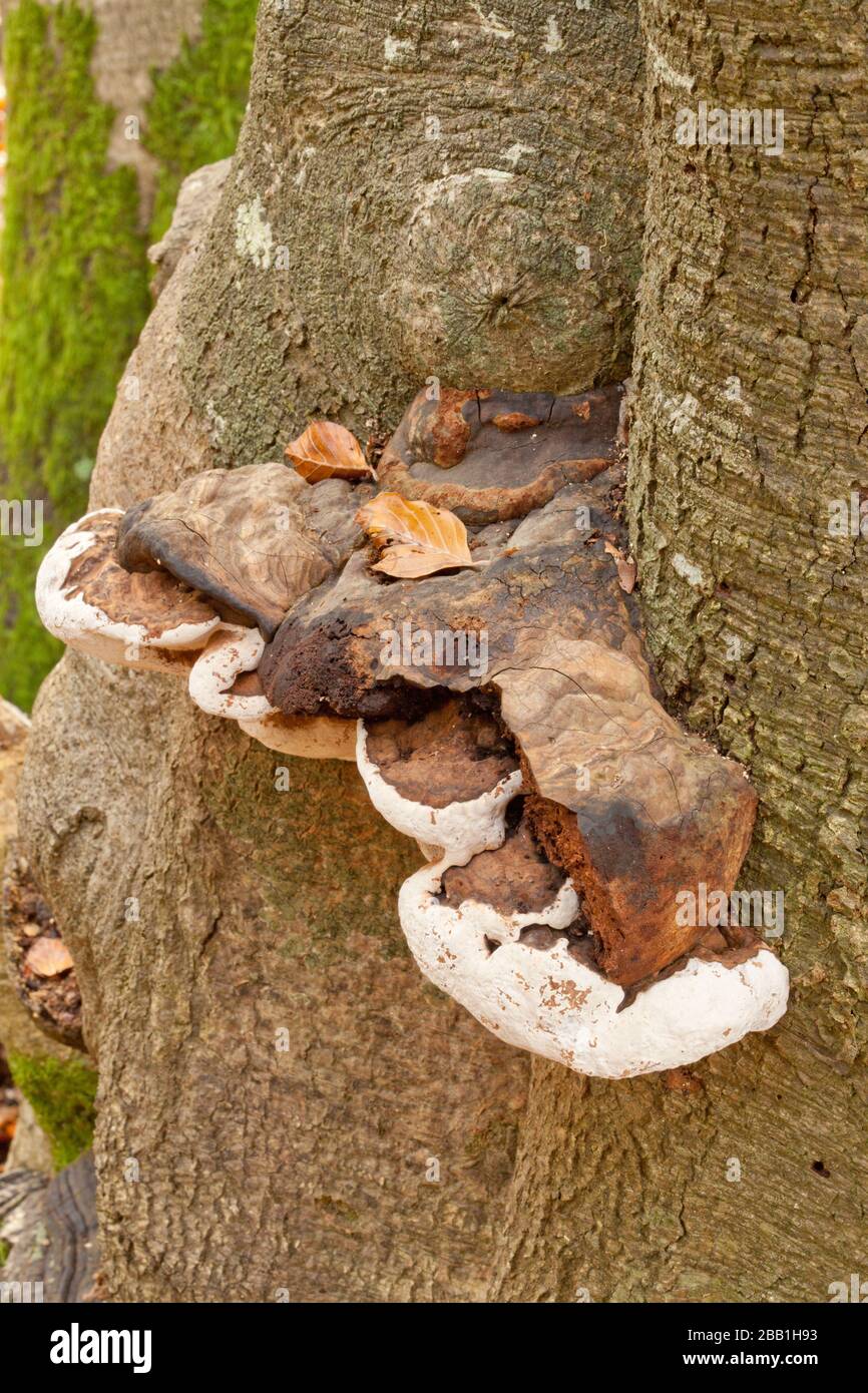 funghi di mensola che crescono sul tronco di un albero in primo piano, anche conosciuto come funghi di mensola Foto Stock