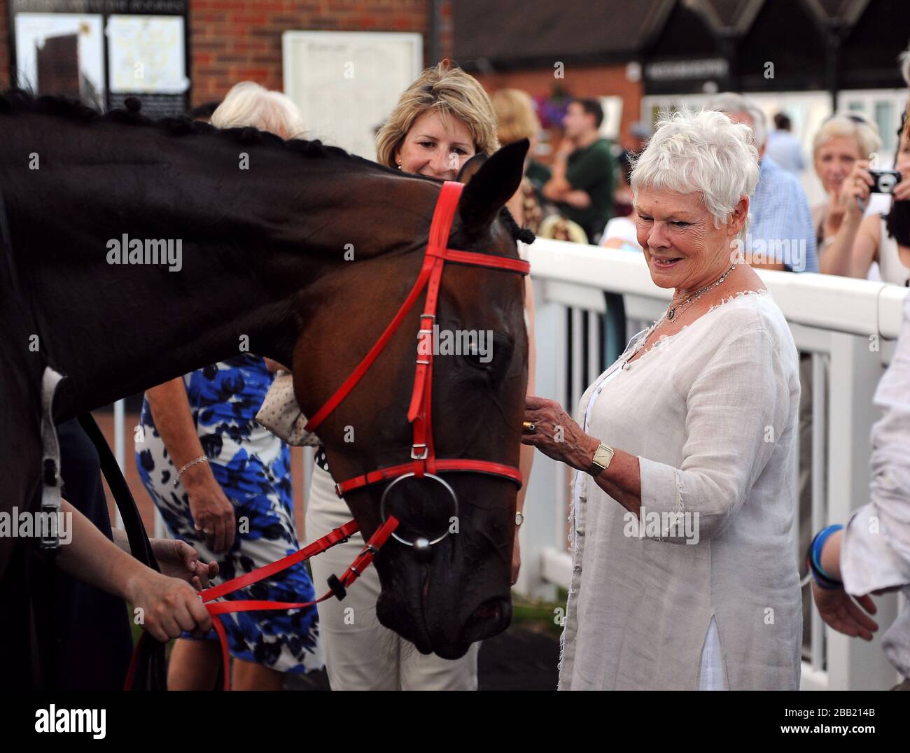 Il proprietario, Dame Judi Dench, affianca il suo cavallo Zenarinda, che ha finito secondo nella grande battaglia di Tooner Go! Stake handicap. Foto Stock