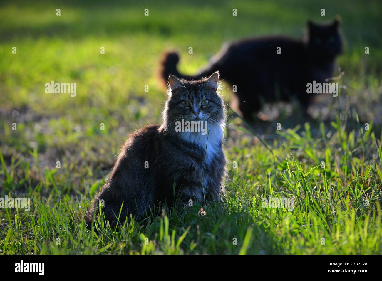 Tabby gatto lanuginoso fuori in erba in estate al sole. Retroilluminazione. Ritratto animale. Foto Stock