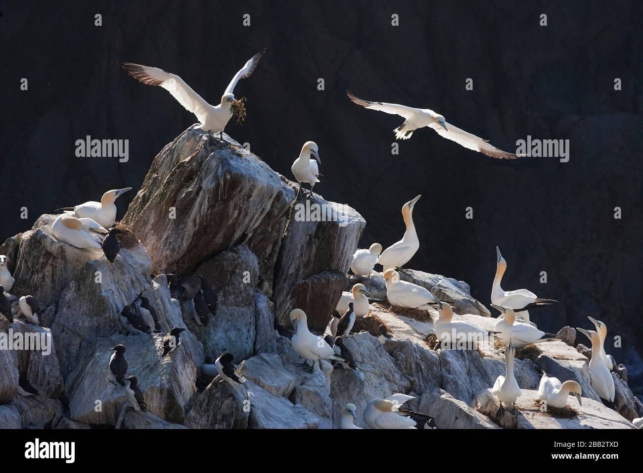 Northern Gannet (Morus bassanus), Great Saltee Island, Repubblica d'Irlanda Foto Stock