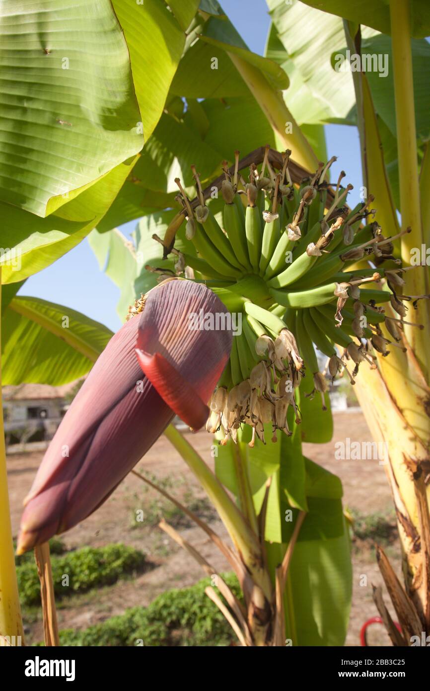 Primo piano di banane giovani che crescono in Thailandia Foto Stock