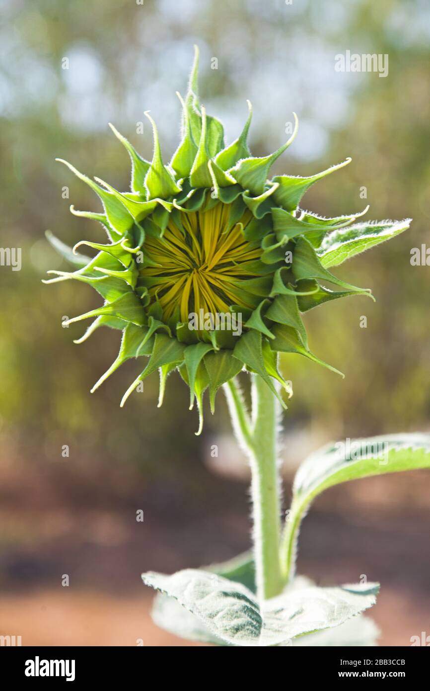 Primo piano di un fiore di sole vicino a boom, Foto Stock