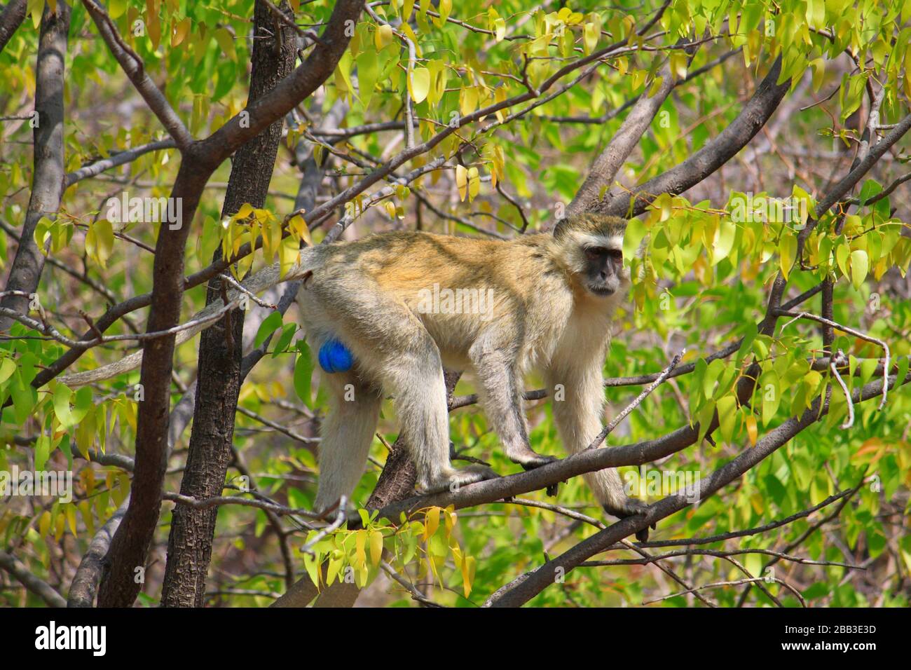 Animali d'Africa - Meerkatze mit blauen Hoden Foto Stock