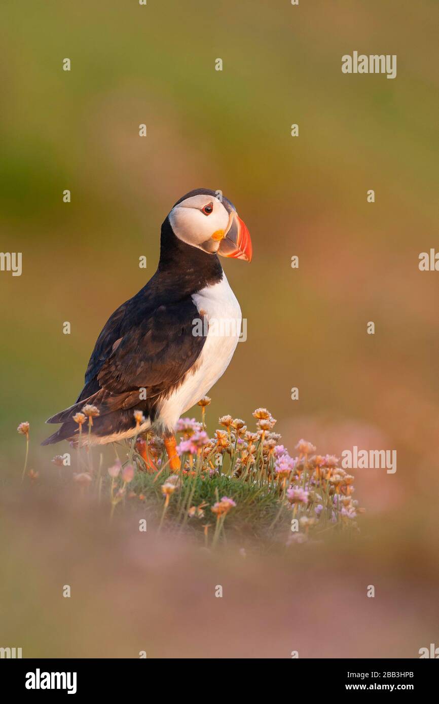 Puffin (Fratercola arctica), Isola di Maggio, Firth of Forth, Fife, Scozia Foto Stock