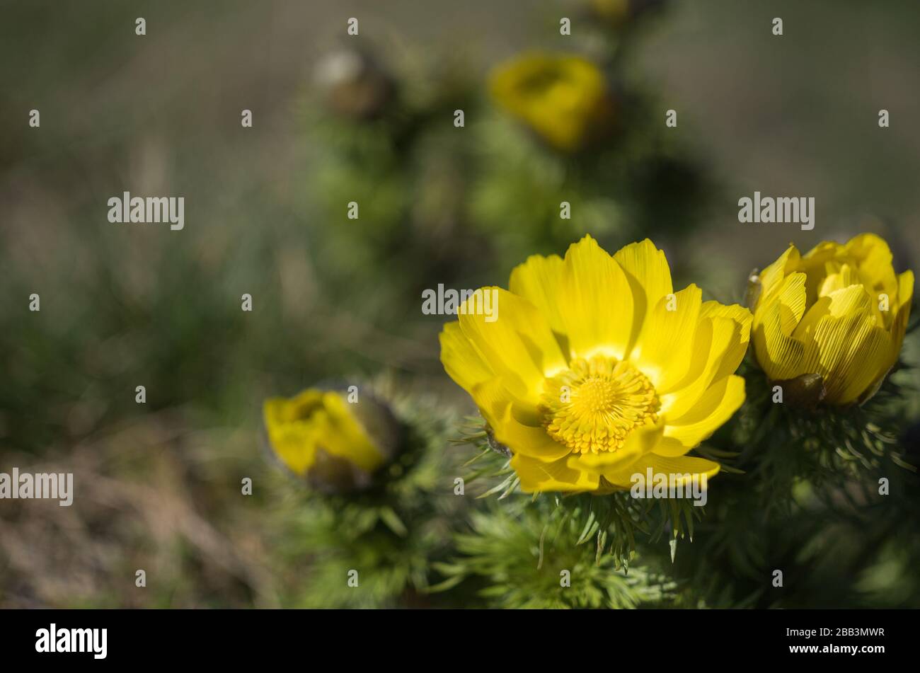 Frühlings Adonisröschen Rodenberg Rhön Deutschland Adonis Vernalis Foto Stock