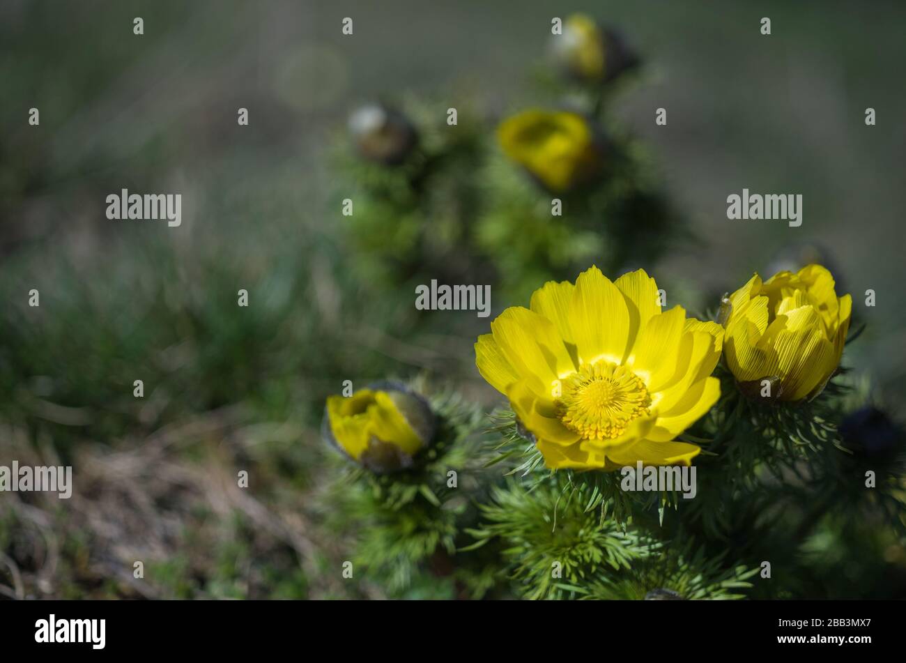 Frühlings Adonisröschen Rodenberg Rhön Deutschland Adonis Vernalis Foto Stock