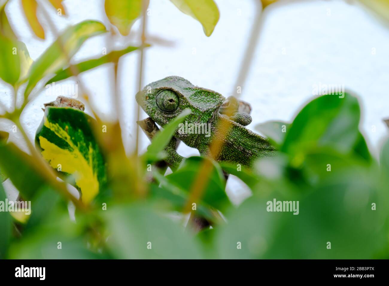 Un Chameleon comune nel pueblo di Comares, Axarquia, Andalusia, Costa del Sol, Spagna, Europa Foto Stock