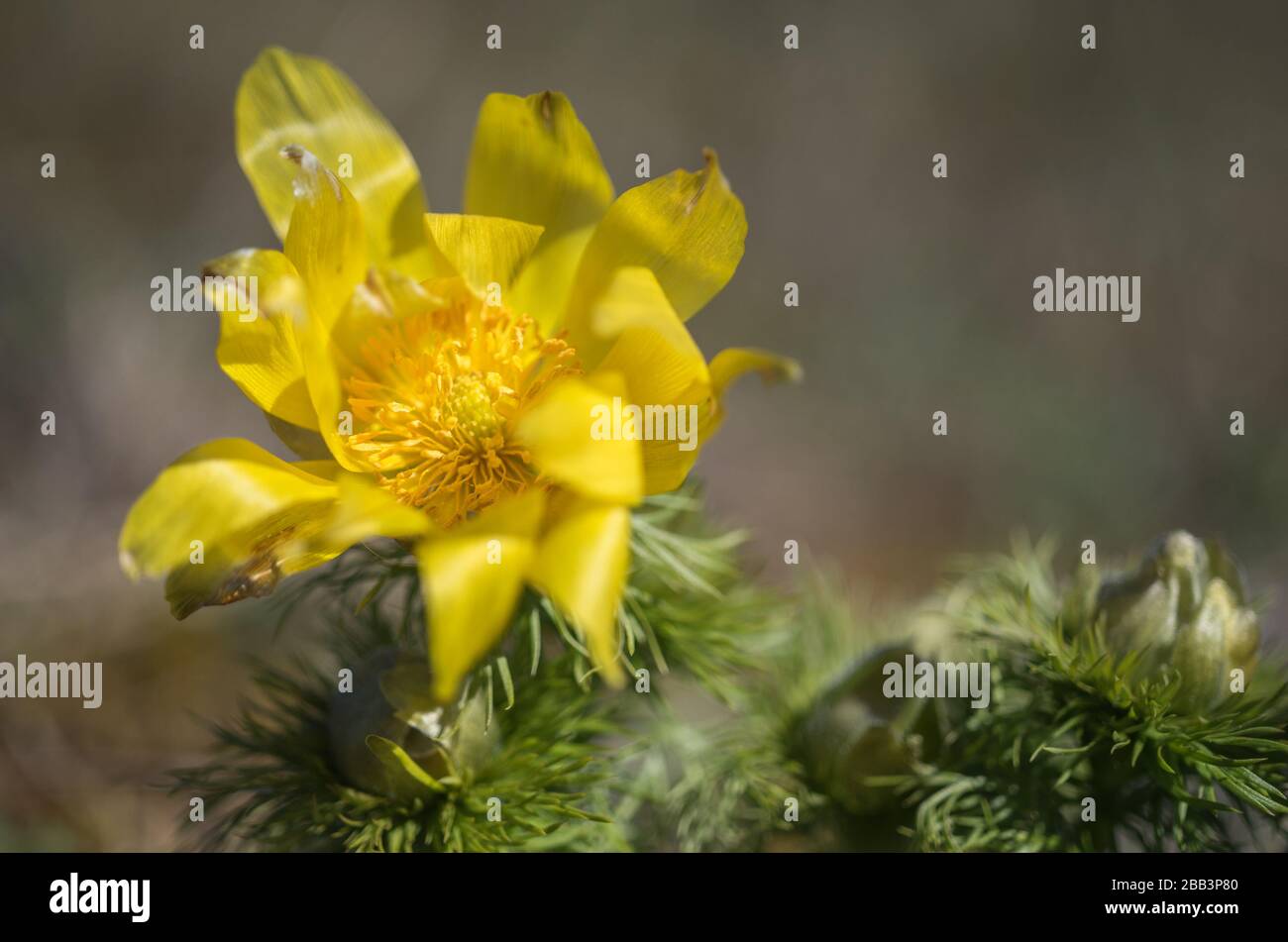 Frühlings Adonisröschen Rodenberg Rhön Deutschland Adonis Vernalis Foto Stock