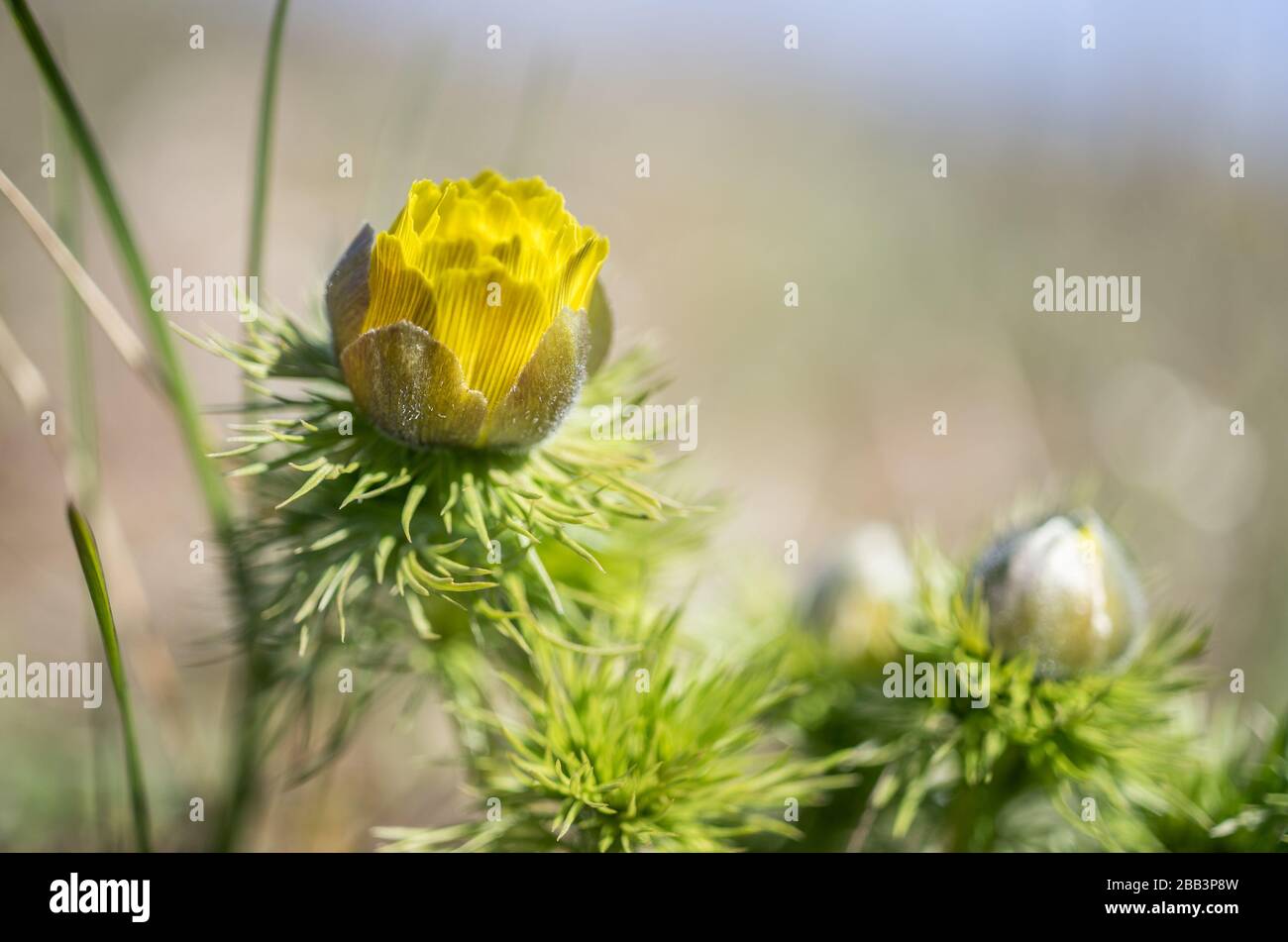 Frühlings Adonisröschen Rodenberg Rhön Deutschland Adonis Vernalis Foto Stock