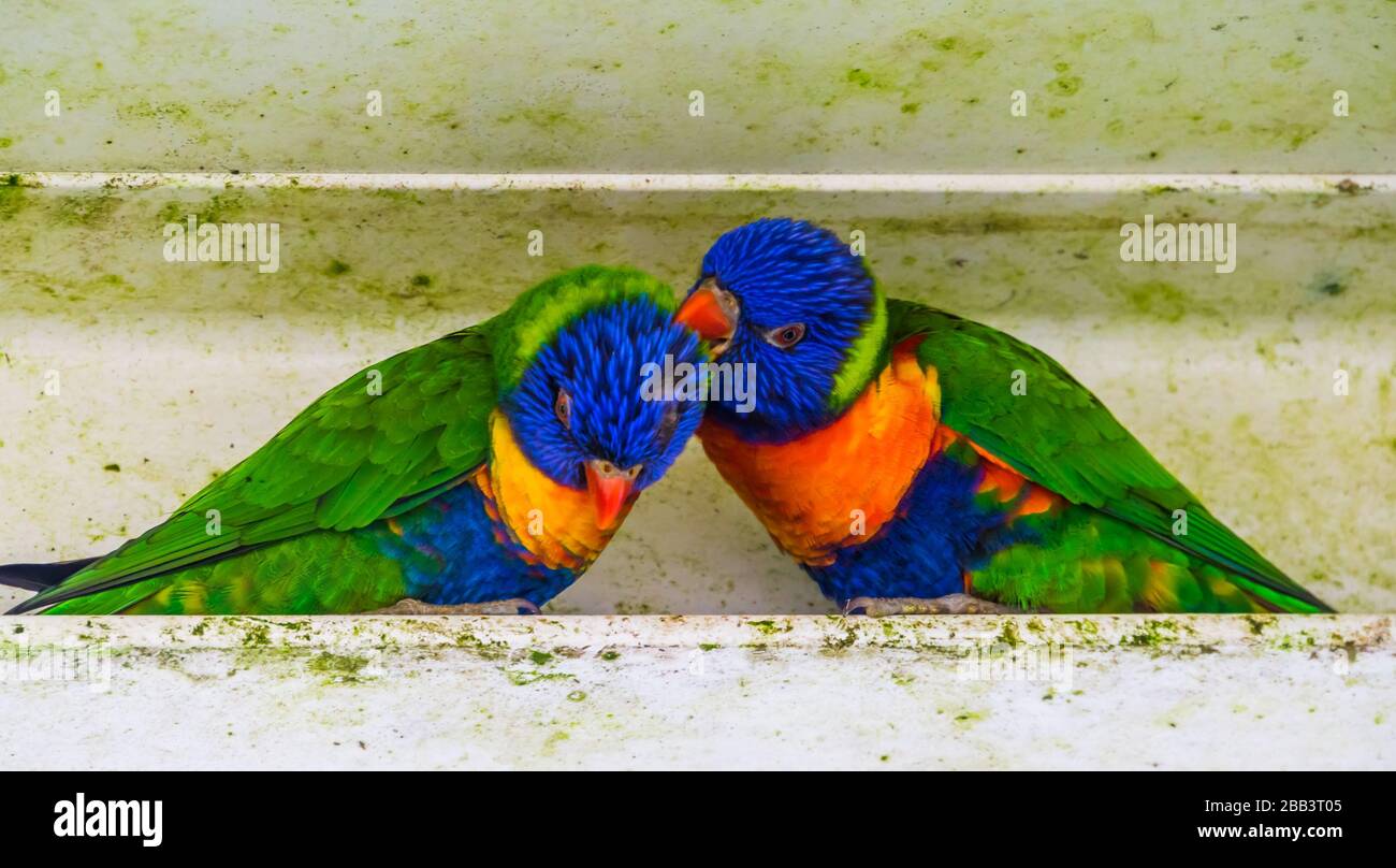 Closeup di una coppia arcobaleno loricheet preening l'un l'altro, comportamento tipico dell'uccello, specie animale tropicale dall'Australia Foto Stock