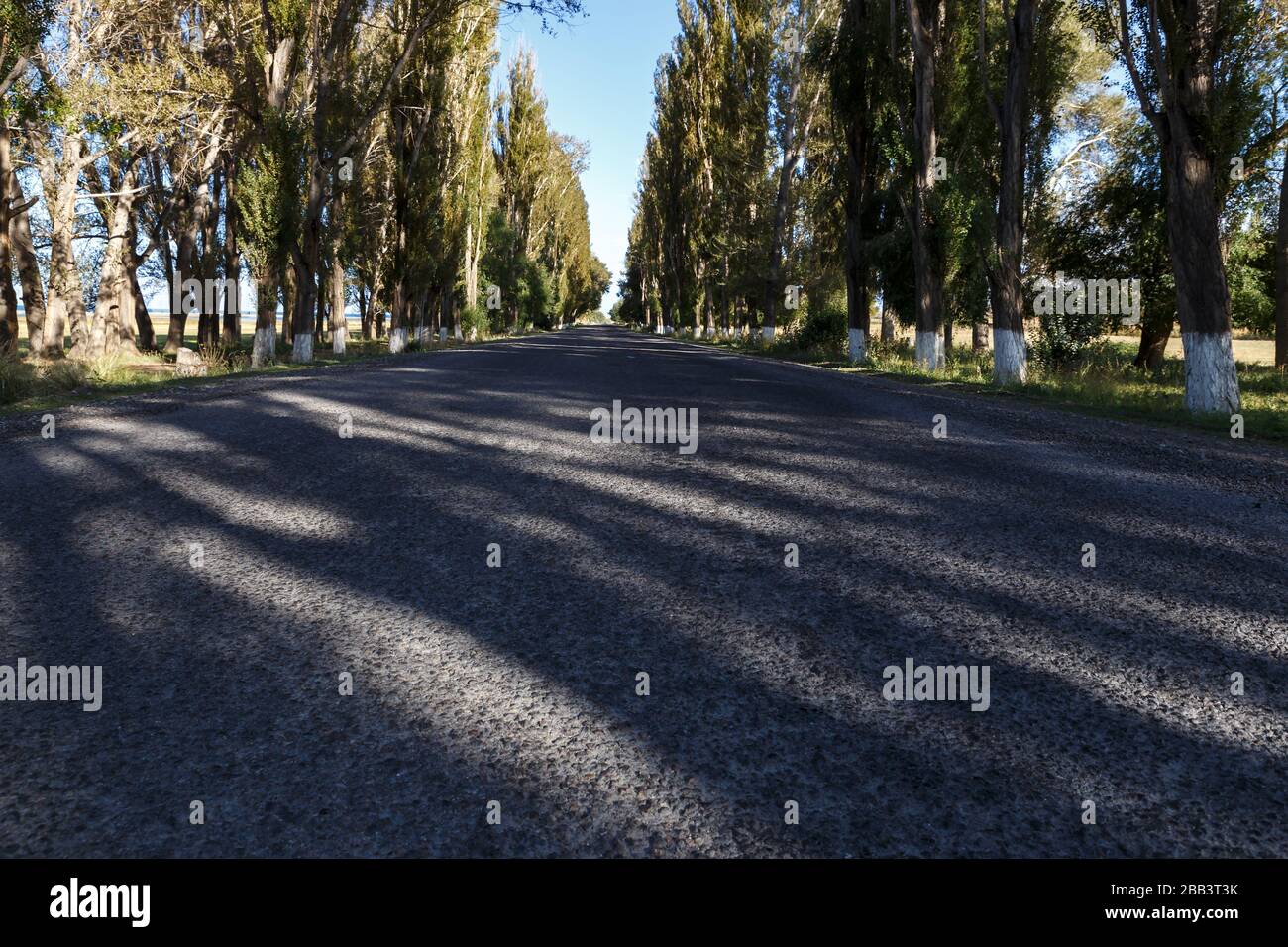 Strada asfaltata lungo la riva meridionale del lago Issyk-Kul in Kirghizistan, alberi di pioppo sul lato della strada. Foto Stock